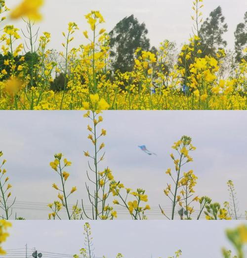 油菜花的花语是什么？它为何带有伤感色彩？