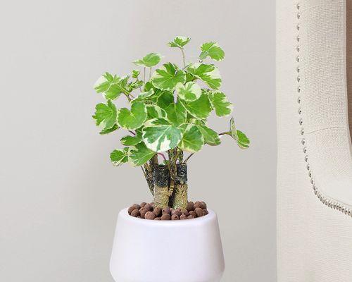 圆叶福禄桐的花语代表什么？