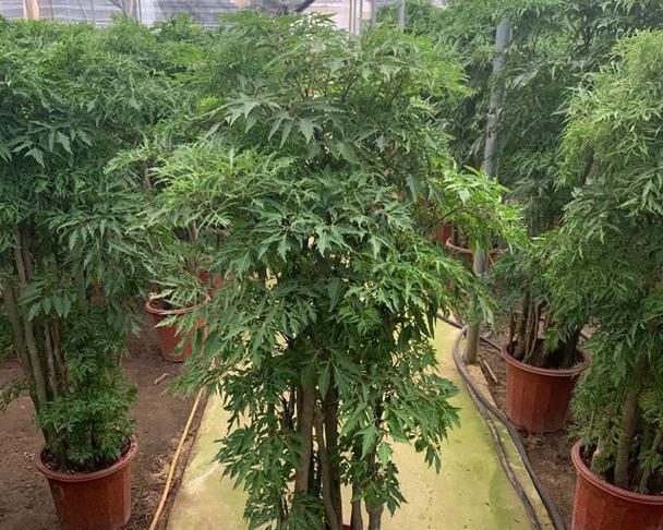 圆叶福禄桐的花语代表什么？