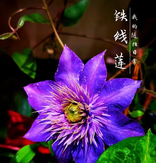 盆莲的花语有哪些含义？