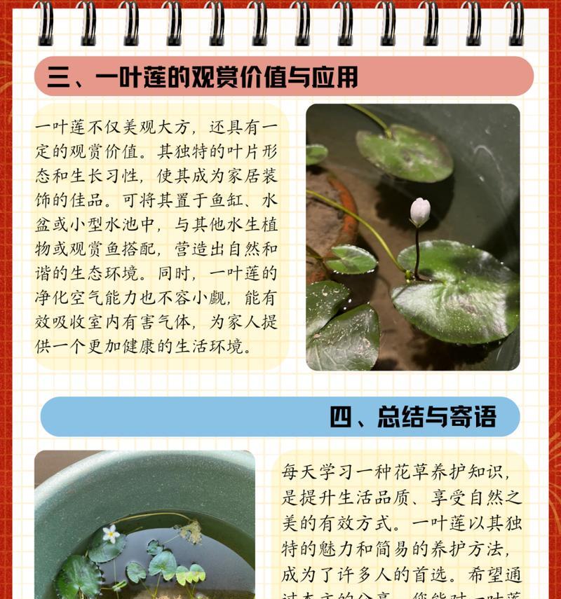 盆莲的花语有哪些含义？