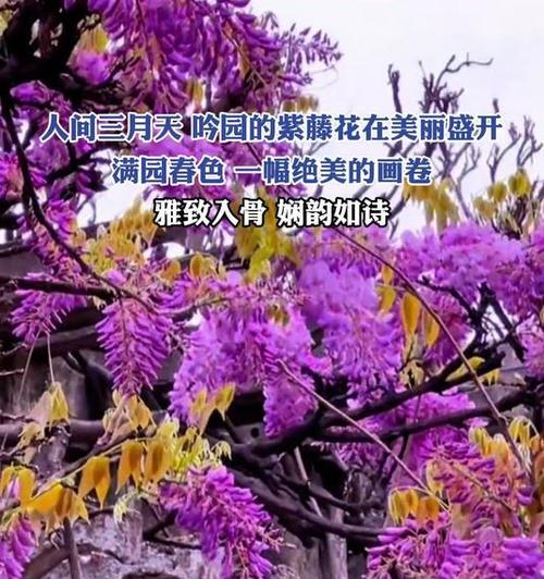 紫藤萝花语与诗句有何联系？