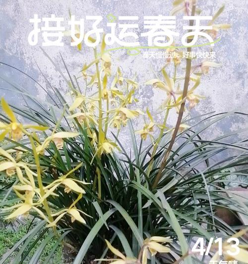 兰花花语有哪些经典语录？