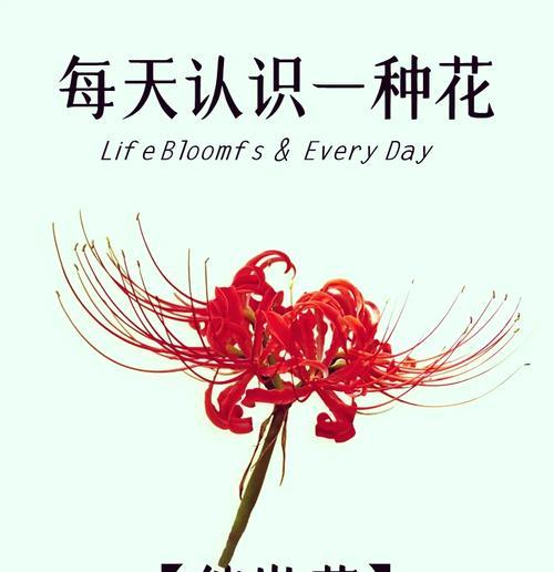 彼岸花的花语有哪些种类？
