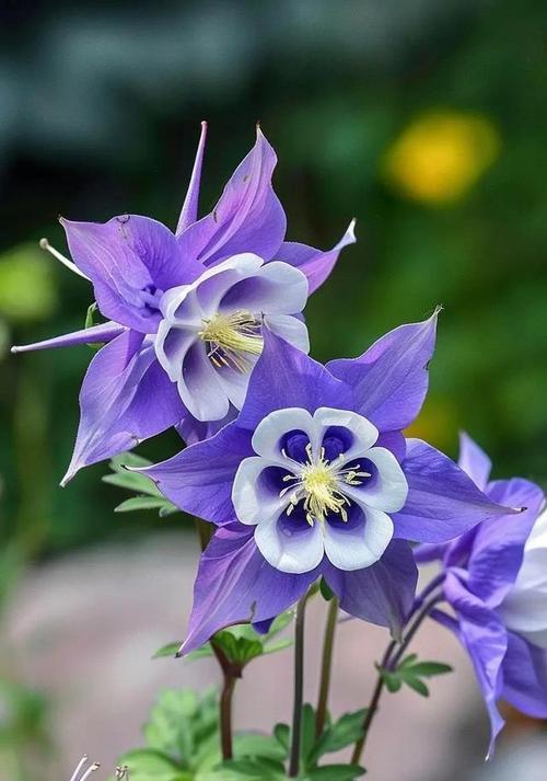 耧斗花的花语有何含义？