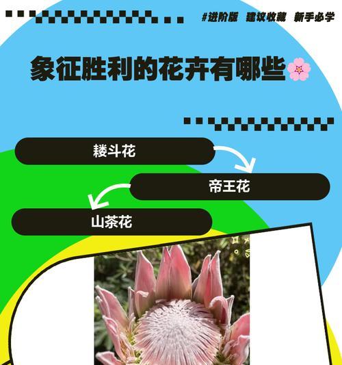 耧斗花的花语有何含义？