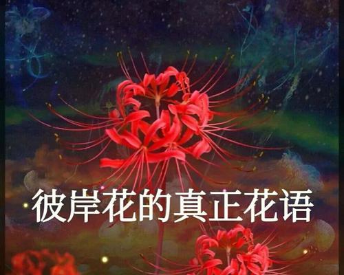 彼岸花的种类及其花语是什么？