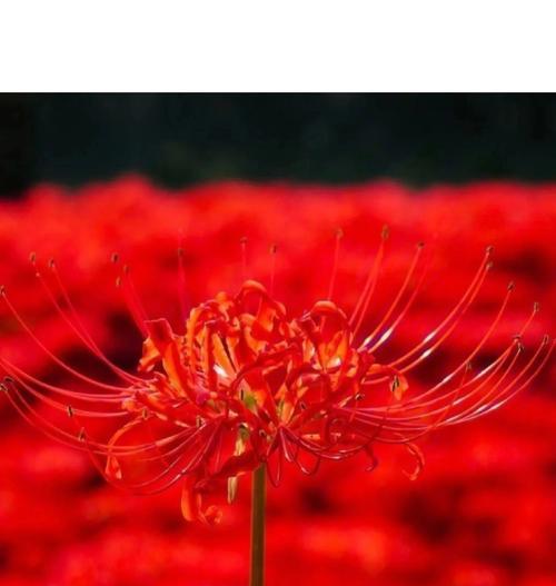 彼岸花的种类及其花语是什么？