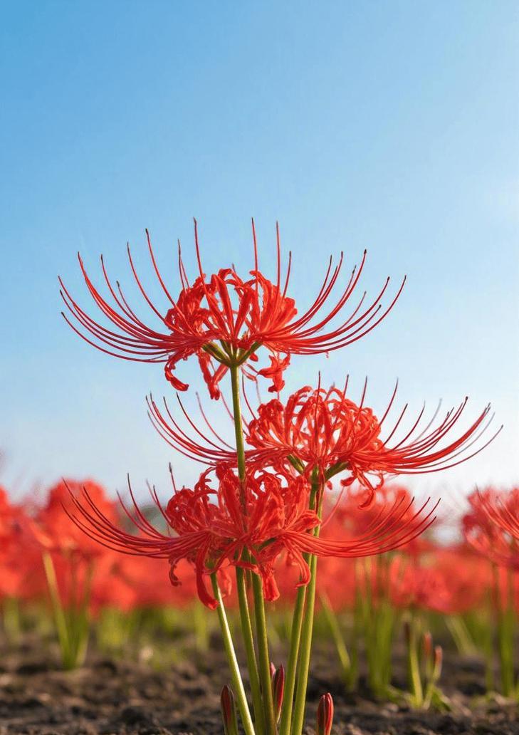 彼岸花的种类及其花语是什么？