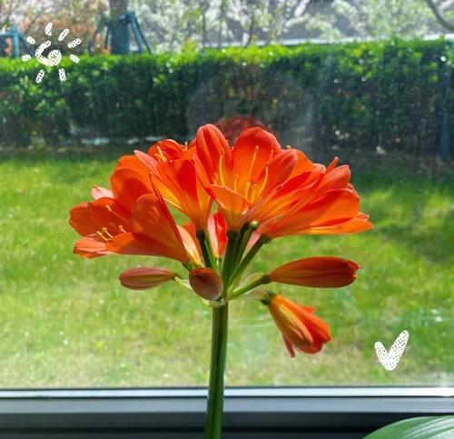君子兰叶子的花语有何深意？