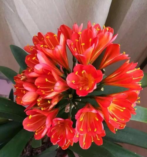 君子兰叶子的花语有何深意？
