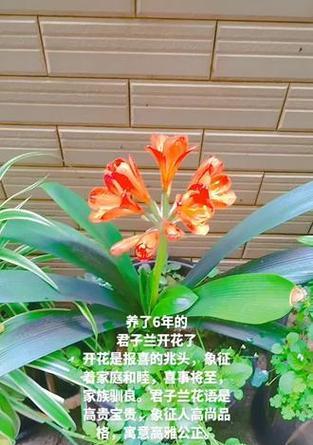 君子兰叶子的花语有何深意？