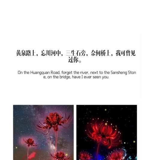 彼岸花在花语中代表什么？