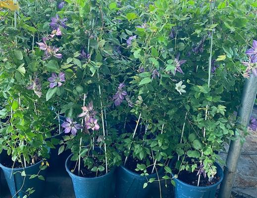 约瑟芬铁线莲的花语有何特别？