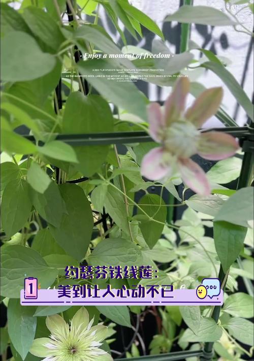 约瑟芬铁线莲的花语有何特别？