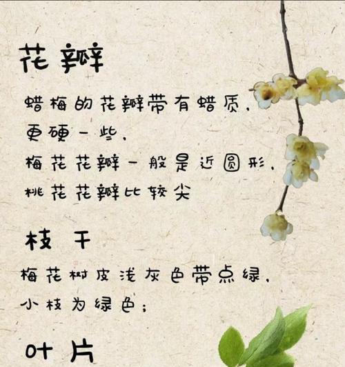 梅花的花语及其象征意义是什么？