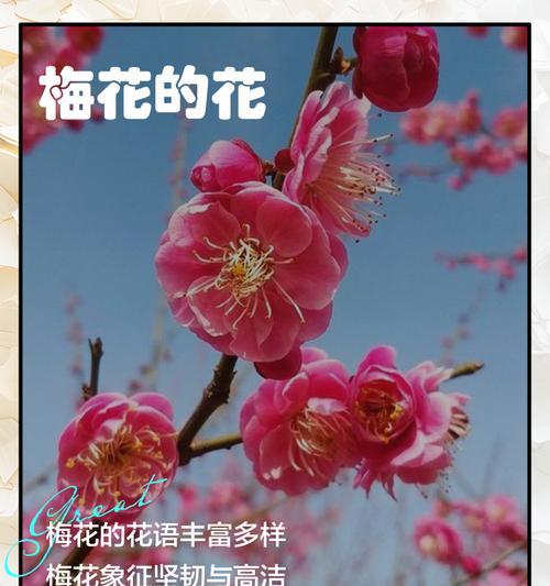 梅花的花语及其象征意义是什么？