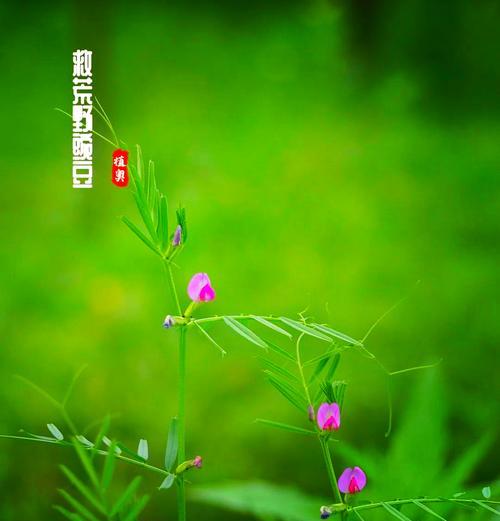 紫云英的花语及其背后传说是什么？