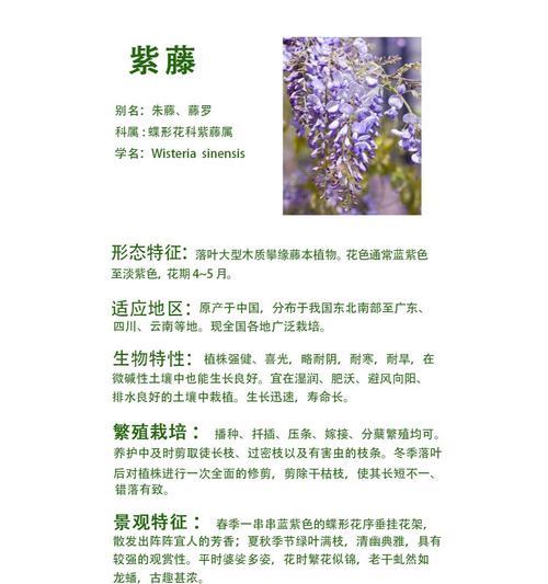 紫云英的花语及其背后传说是什么？