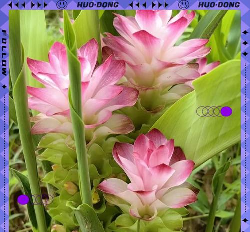 姜花代表什么？姜花的寓意有哪些？