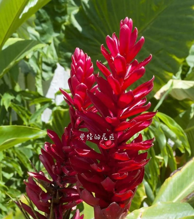 姜花代表什么？姜花的寓意有哪些？