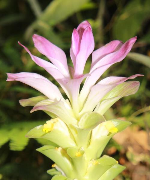 姜花代表什么？姜花的寓意有哪些？