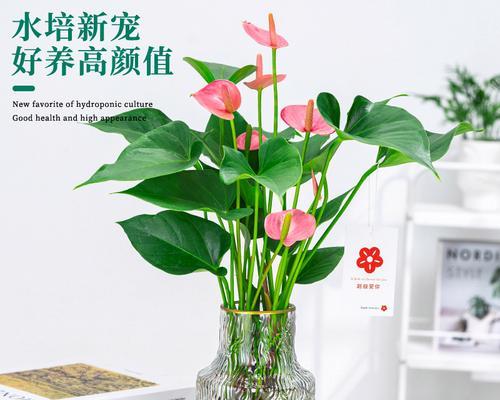 粉掌的花语是什么？粉掌寓意着什么？