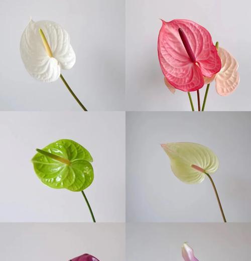 粉掌的花语是什么？粉掌寓意着什么？