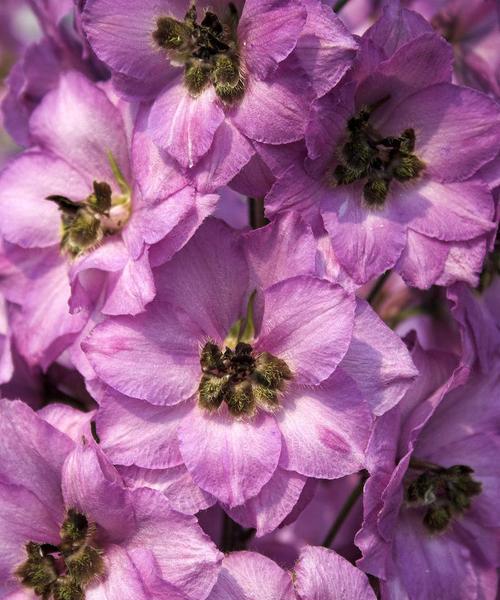 粉色高翠雀花的含义是什么？粉色高翠雀花花语代表什么？
