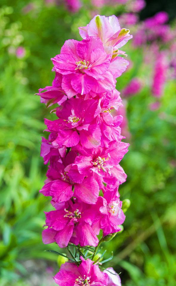 粉色高翠雀花的含义是什么？粉色高翠雀花花语代表什么？