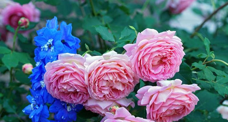粉色高翠雀花的含义是什么？粉色高翠雀花花语代表什么？