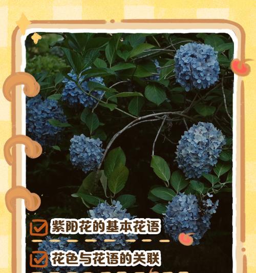 蓝色荷兰菊象征着什么？蓝色荷兰菊的花语是什么？