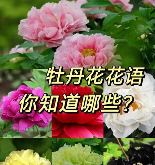蓝色荷兰菊象征着什么？蓝色荷兰菊的花语是什么？