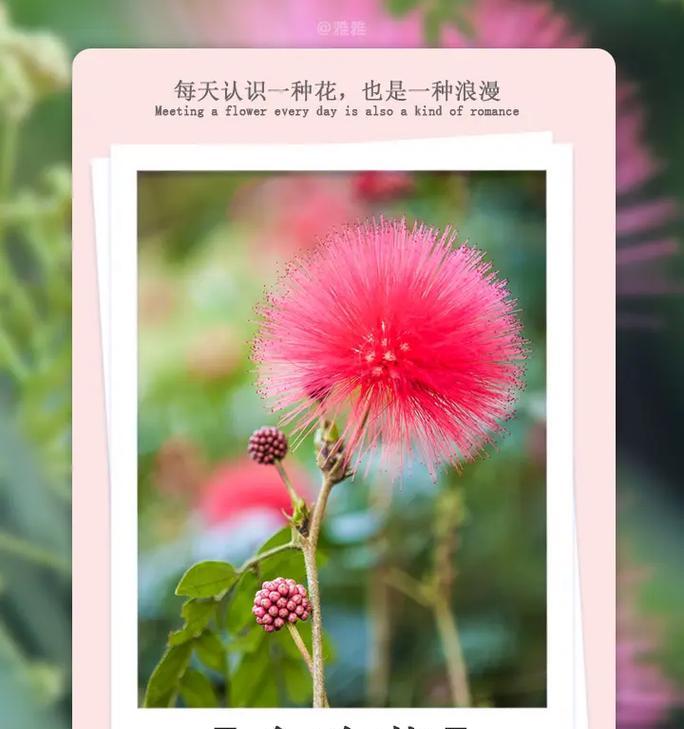 蓝色荷兰菊象征着什么？蓝色荷兰菊的花语是什么？