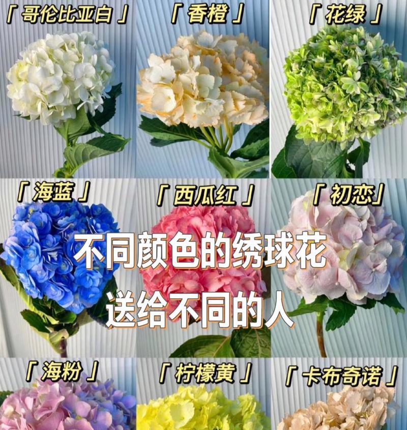 浅蓝绣球花的寓意是什么？浅蓝绣球花花语代表什么？