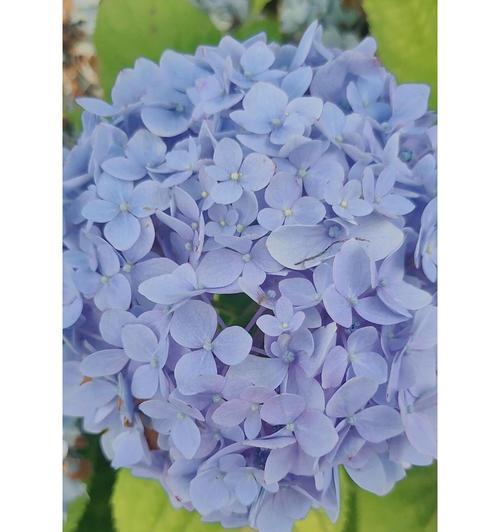 浅蓝绣球花的寓意是什么？浅蓝绣球花花语代表什么？