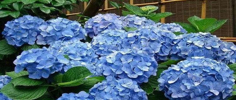 浅蓝绣球花的寓意是什么？浅蓝绣球花花语代表什么？