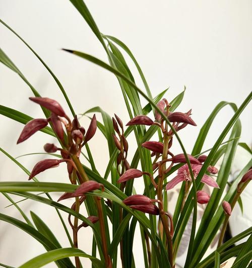 墨兰花的花语是什么？墨兰花寓意着什么？