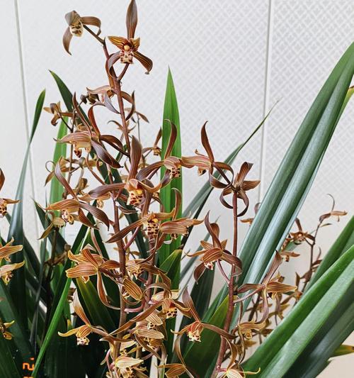 墨兰花的花语是什么？墨兰花寓意着什么？