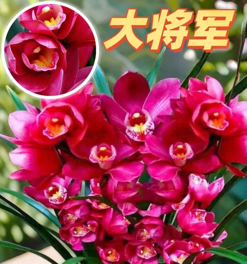 墨兰花的花语是什么？墨兰花寓意着什么？