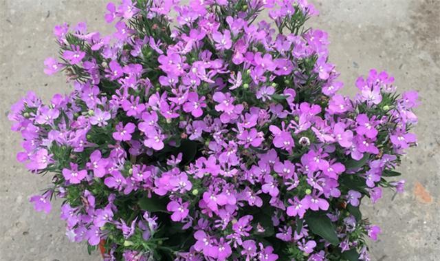 紫色玛格丽特的花语是什么？紫色玛格丽特象征着什么？