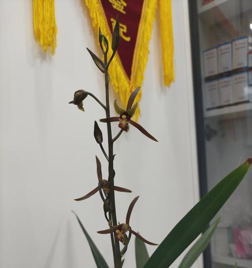 兰花的花语象征是什么？兰花寓意有哪些？