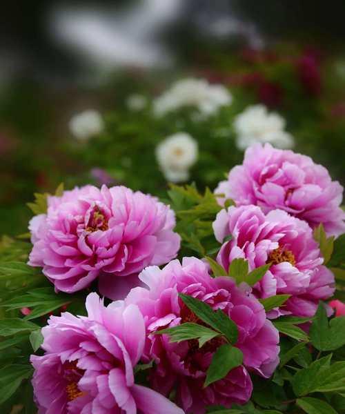 牡丹花的花语是什么？牡丹花寓意着什么？