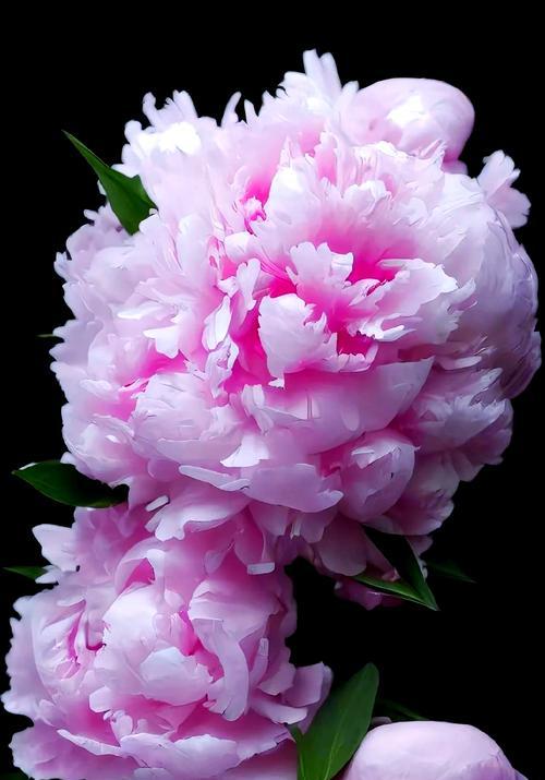 牡丹花的花语是什么？牡丹花寓意着什么？