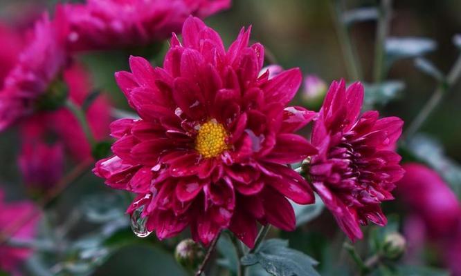 玫红色小雏菊代表什么？玫红色小雏菊花语是什么？
