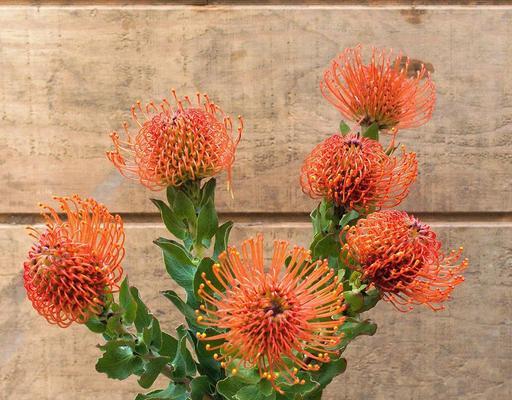 针垫花的花语是什么？针垫花寓意着什么？