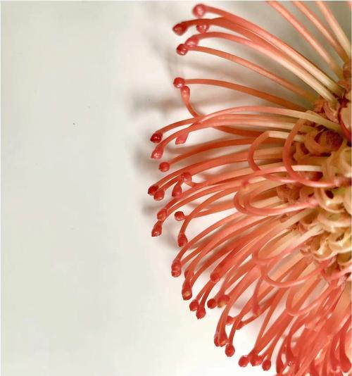 针垫花的花语是什么？针垫花寓意着什么？