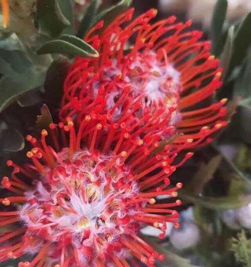 针垫花的花语是什么？针垫花寓意着什么？