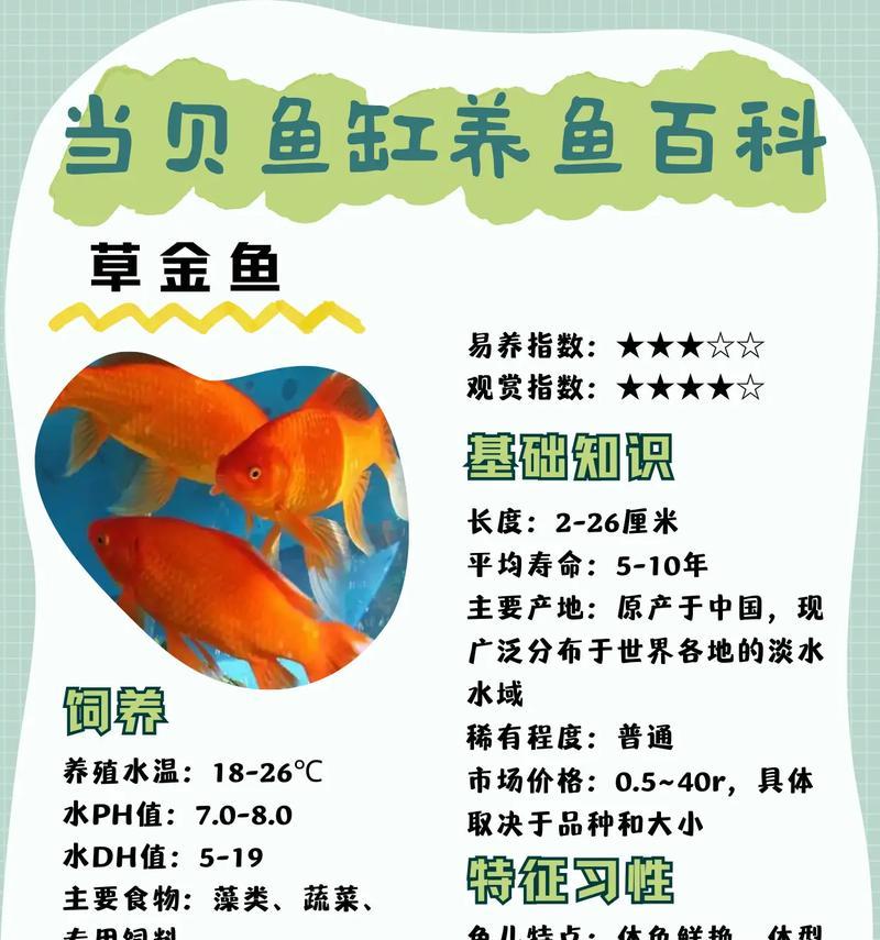 姬金花鱼草的寓意是什么？姬金花鱼草花语代表什么？