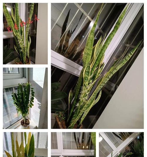 虎皮兰的花语是什么？虎皮兰寓意着什么？